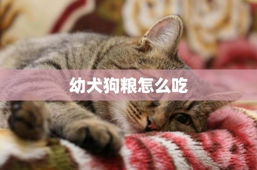 幼犬狗糧怎么吃