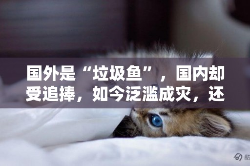 國外是“垃圾魚”，國內卻受追捧，如今泛濫成災，還能挽回嗎？ 