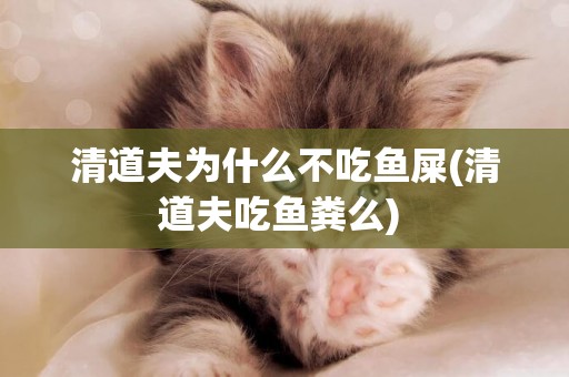 清道夫為什么不吃魚屎(清道夫吃魚糞么) 