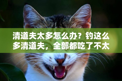 清道夫太多怎么辦？釣這么多清道夫，全部都吃了不太現實啊！ 