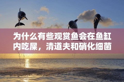 為什么有些觀賞魚會在魚缸內吃屎，清道夫和硝化細菌，也會吃嗎？ 