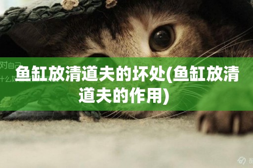 魚缸放清道夫的壞處(魚缸放清道夫的作用) 