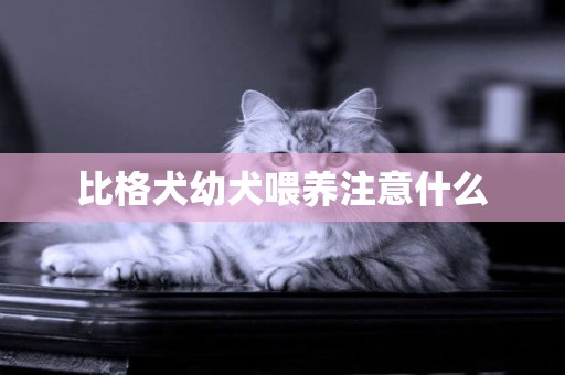 比格犬幼犬喂養注意什么