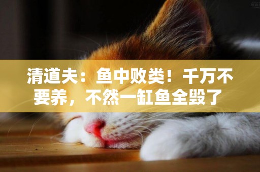 清道夫：魚中敗類！千萬不要養，不然一缸魚全毀了 