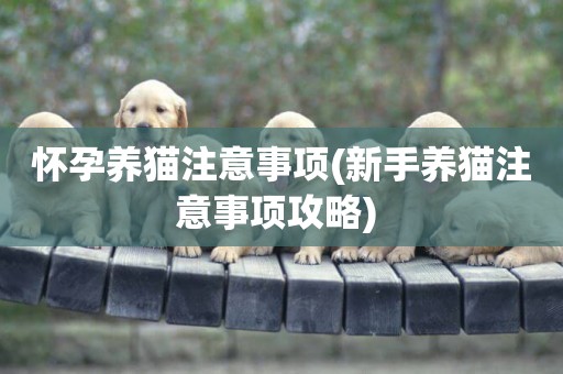 懷孕養貓注意事項(新手養貓注意事項攻略) 