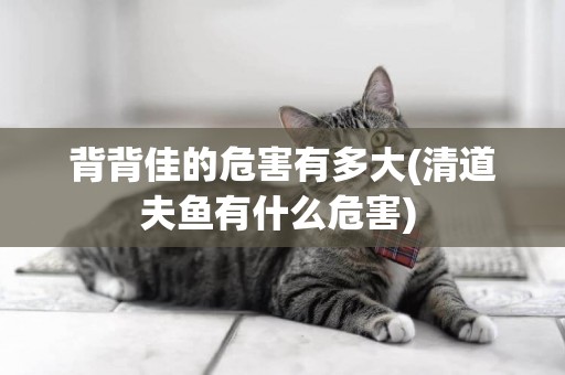背背佳的危害有多大(清道夫魚有什么危害) 