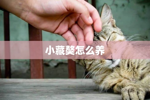 小藏獒怎么養