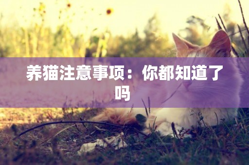 養貓注意事項：你都知道了嗎 