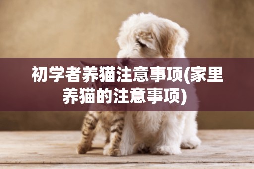 初學者養貓注意事項(家里養貓的注意事項) 