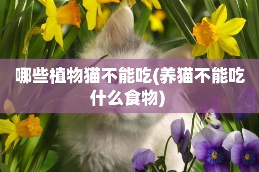 哪些植物貓不能吃(養貓不能吃什么食物) 