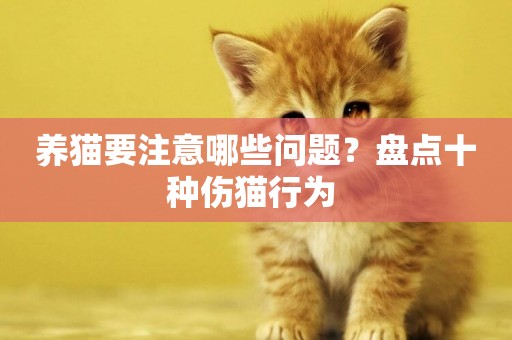 養貓要注意哪些問題？盤點十種傷貓行為 