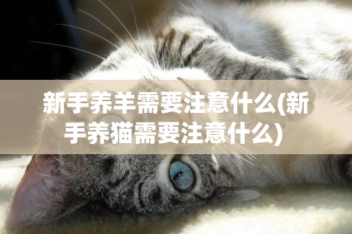 新手養羊需要注意什么(新手養貓需要注意什么) 