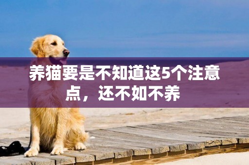 養貓要是不知道這5個注意點，還不如不養 