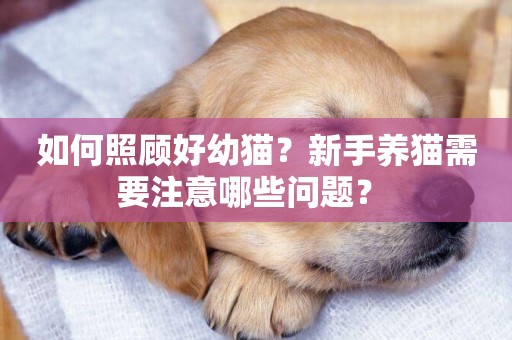 如何照顧好幼貓？新手養貓需要注意哪些問題？ 