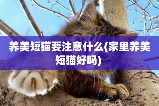 養美短貓要注意什么(家里養美短貓好嗎) 