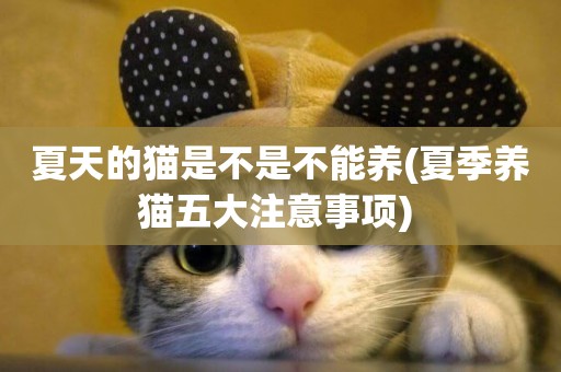 夏天的貓是不是不能養(夏季養貓五大注意事項) 