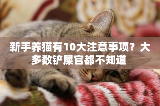 新手養貓有10大注意事項？大多數鏟屎官都不知道 