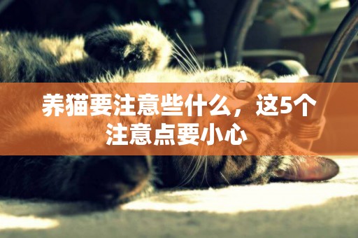 養貓要注意些什么，這5個注意點要小心 