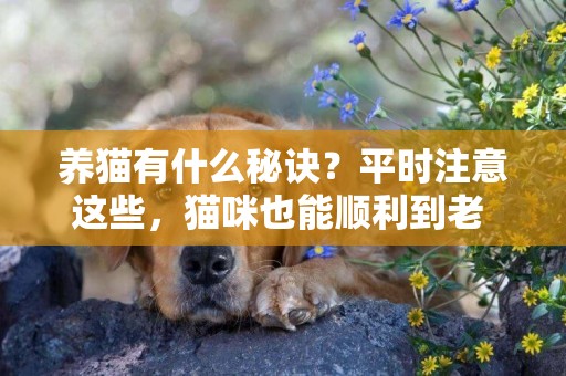 養貓有什么秘訣？平時注意這些，貓咪也能順利到老 