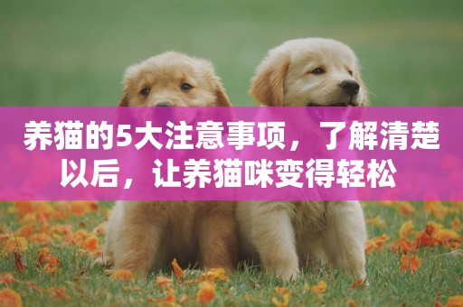 養貓的5大注意事項，了解清楚以后，讓養貓咪變得輕松 