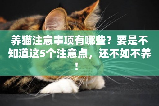 養貓注意事項有哪些？要是不知道這5個注意點，還不如不養！ 