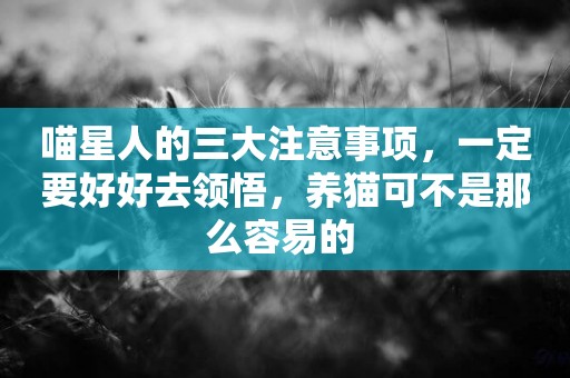 喵星人的三大注意事項，一定要好好去領悟，養貓可不是那么容易的 