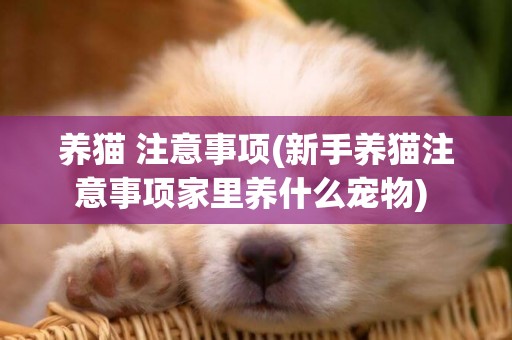 養貓 注意事項(新手養貓注意事項家里養什么寵物) 
