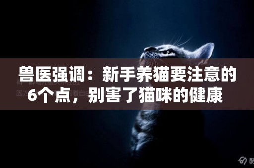 獸醫強調：新手養貓要注意的6個點，別害了貓咪的健康 