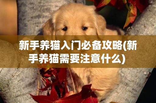 新手養貓入門必備攻略(新手養貓需要注意什么) 