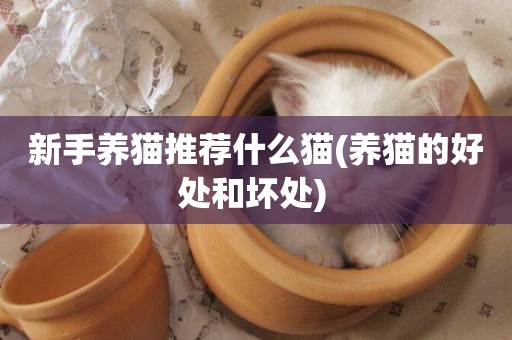 新手養貓推薦什么貓(養貓的好處和壞處) 