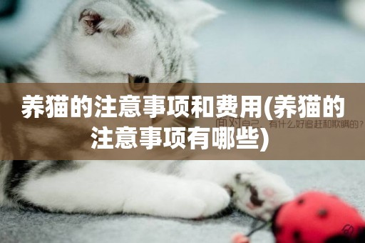 養貓的注意事項和費用(養貓的注意事項有哪些) 