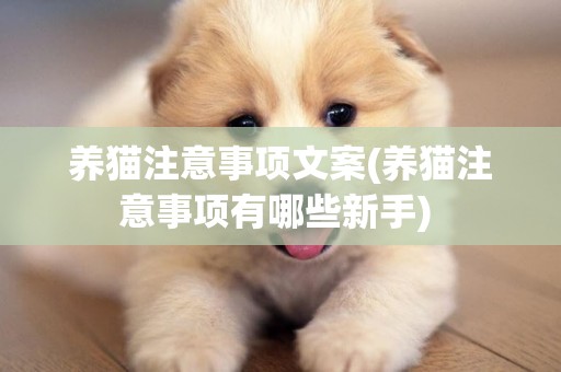 養貓注意事項文案(養貓注意事項有哪些新手) 