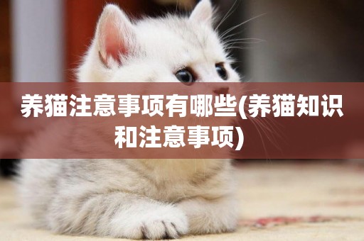 養貓注意事項有哪些(養貓知識和注意事項) 