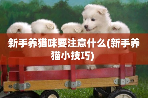 新手養貓咪要注意什么(新手養貓小技巧) 