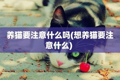 養貓要注意什么嗎(想養貓要注意什么) 