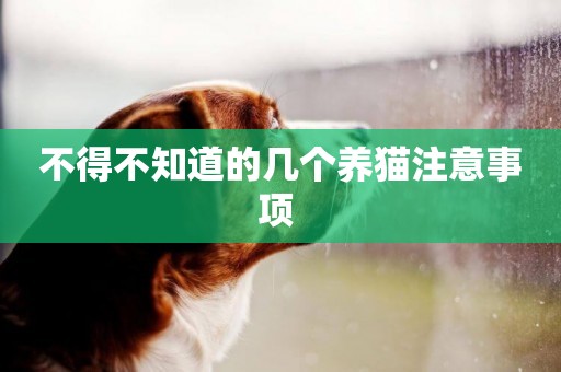 不得不知道的幾個養貓注意事項 