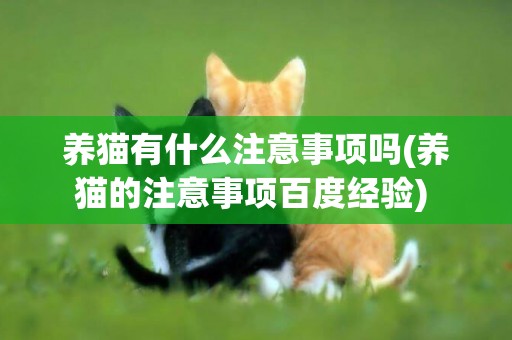 養貓有什么注意事項嗎(養貓的注意事項百度經驗) 