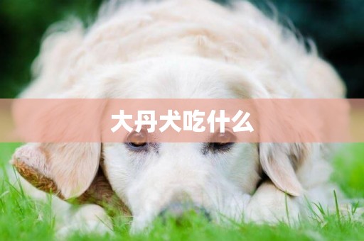 大丹犬吃什么