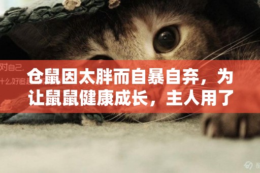 倉鼠因太胖而自暴自棄，為讓鼠鼠健康成長，主人用了這些減肥方法 