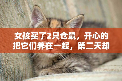 女孩買了2只倉鼠，開心的把它們養在一起，第二天卻笑不出來 