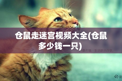 倉鼠走迷宮視頻大全(倉鼠多少錢一只) 