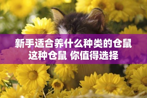 新手適合養什么種類的倉鼠 這種倉鼠 你值得選擇 
