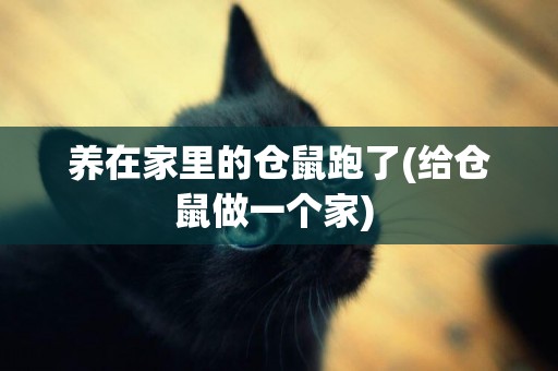 養在家里的倉鼠跑了(給倉鼠做一個家) 
