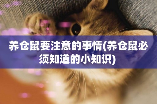 養倉鼠要注意的事情(養倉鼠必須知道的小知識) 