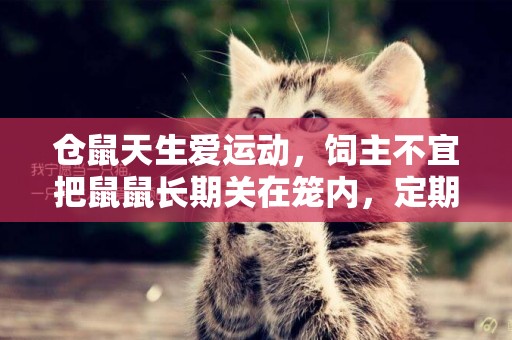 倉鼠天生愛運動，飼主不宜把鼠鼠長期關在籠內，定期放風很重要 