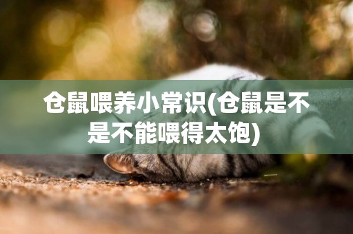 倉鼠喂養小常識(倉鼠是不是不能喂得太飽) 