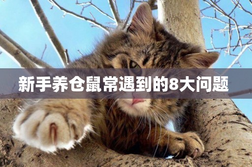 新手養倉鼠常遇到的8大問題 