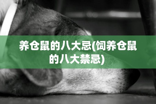 養倉鼠的八大忌(飼養倉鼠的八大禁忌) 