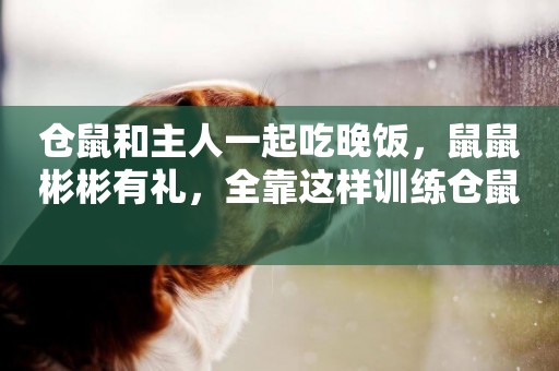 倉鼠和主人一起吃晚飯，鼠鼠彬彬有禮，全靠這樣訓練倉鼠 