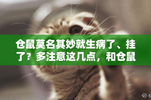 倉鼠莫名其妙就生病了、掛了？多注意這幾點，和倉鼠一起快樂生活 